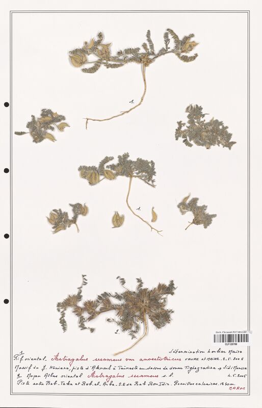 Astragalus sesameus  (Fabaceae)