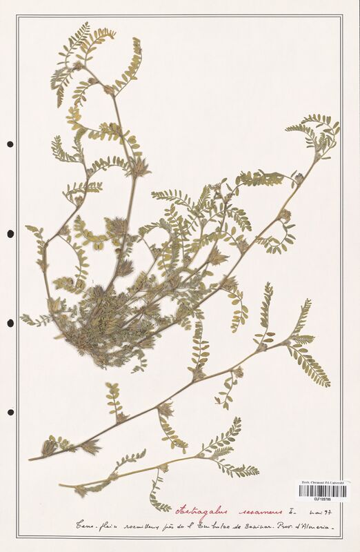 Astragalus sesameus  (Fabaceae)