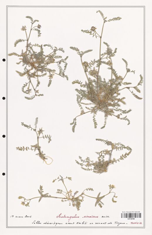 Astragalus sinaicus  (Fabaceae)