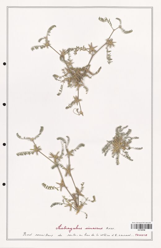 Astragalus sinaicus  (Fabaceae)