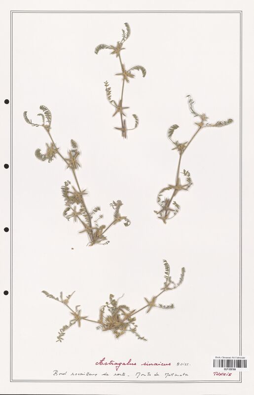 Astragalus sinaicus  (Fabaceae)