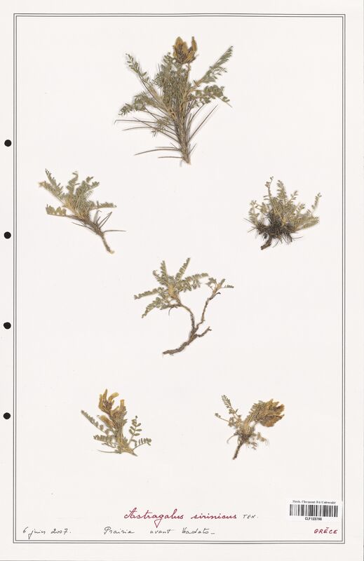 Astragalus sirinicus  (Fabaceae)