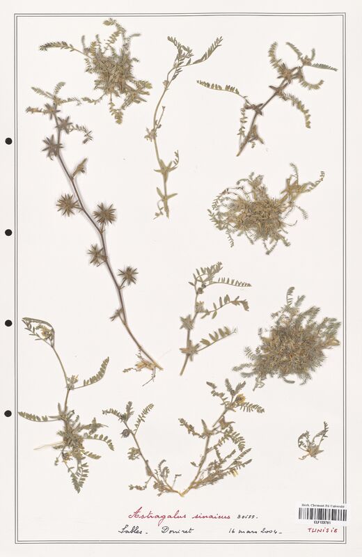 Astragalus sinaicus  (Fabaceae)