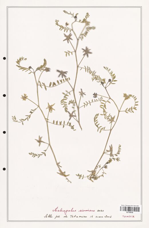 Astragalus sinaicus  (Fabaceae)