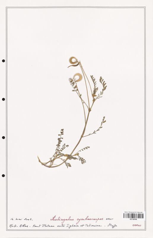 Astragalus cymbaecarpos  (Fabaceae)