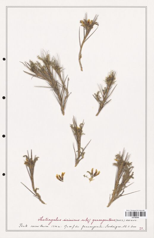 Astragalus sirinicus  (Fabaceae)