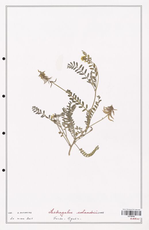 Astragalus solandrii  (Fabaceae)