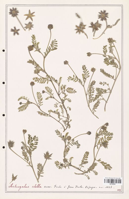 Astragalus tenuifolius  (Fabaceae)