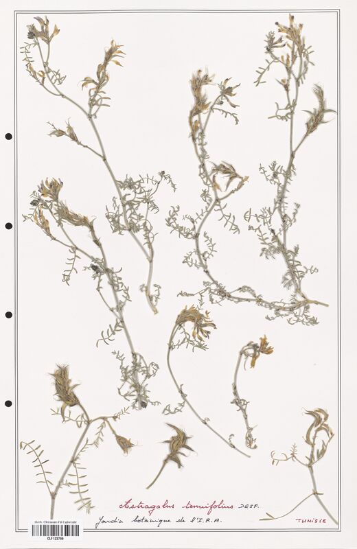 Astragalus tenuifolius  (Fabaceae)