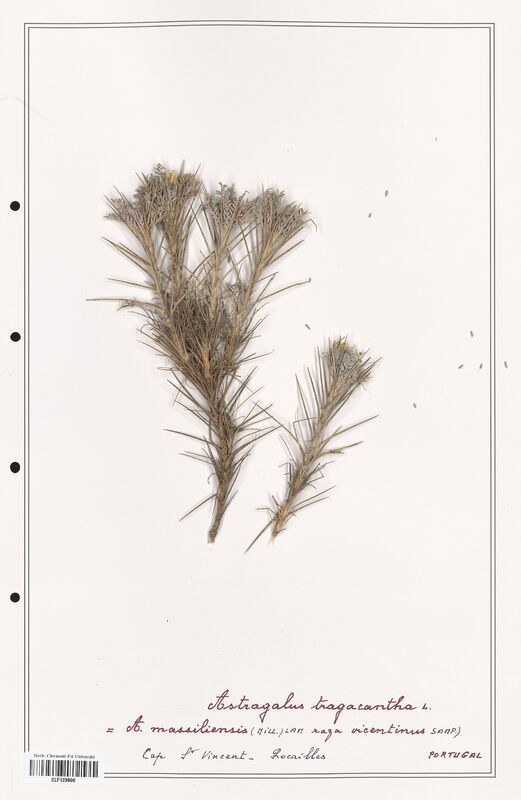 Astragalus tragacantha  (Fabaceae)