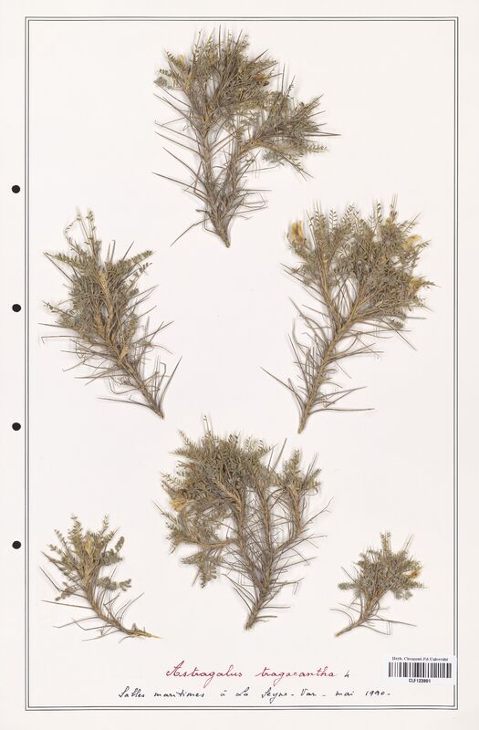 Astragalus tragacantha  (Fabaceae)