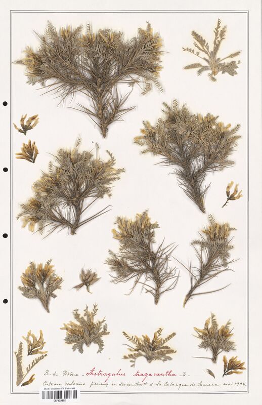 Astragalus tragacantha  (Fabaceae)