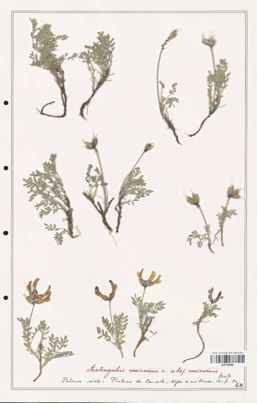 Astragalus vesicarius  (Fabaceae)