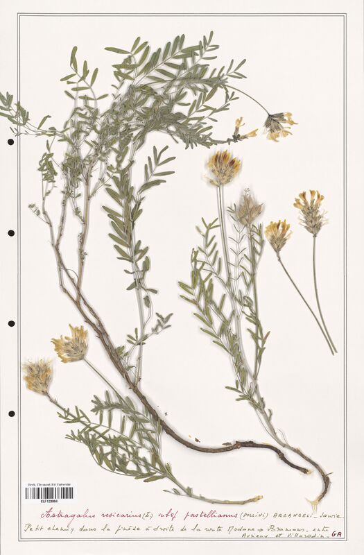 Astragalus vesicarius  (Fabaceae)