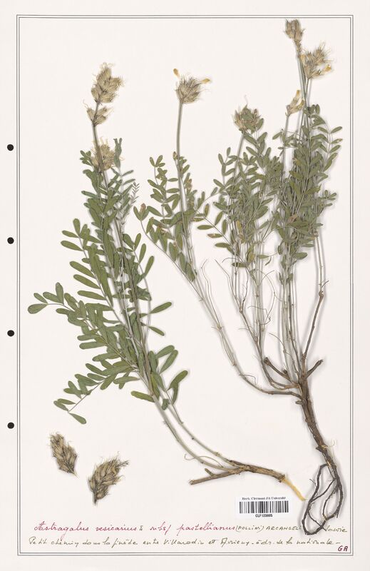 Astragalus vesicarius  (Fabaceae)