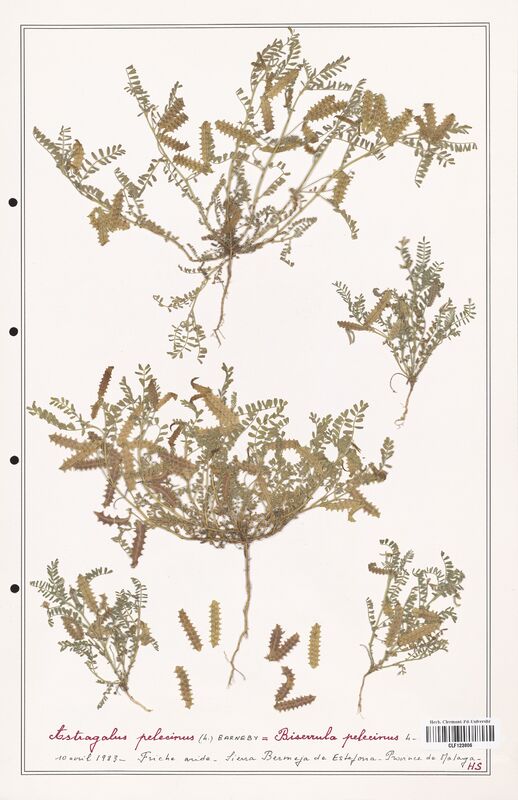 Astragalus pelecinus  (Fabaceae)