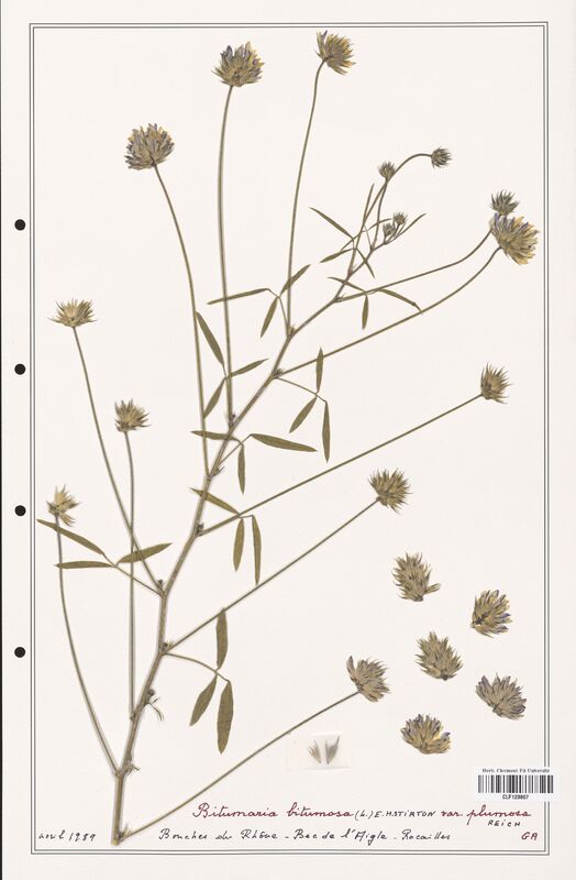 Bitumaria bitumosa  (Fabaceae)