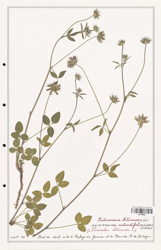 Bitumaria bitumosa  (Fabaceae)