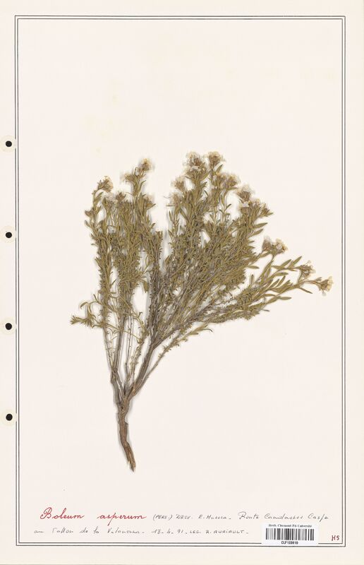 Boleum asperum  (Fabaceae)