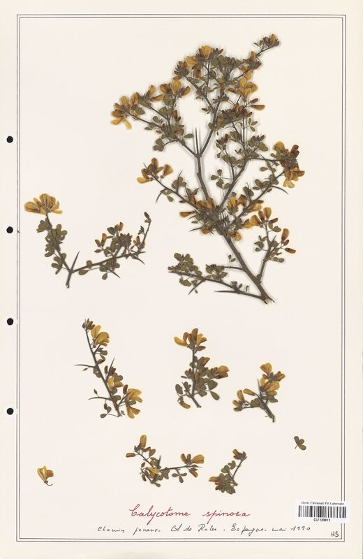 Calycotome spinoza  (Fabaceae)