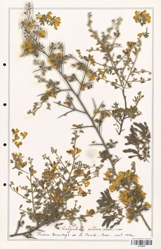 Calycotome villosa  (Fabaceae)