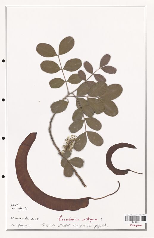 Ceratonia siliqua  (Fabaceae)