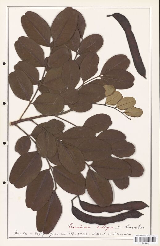 Ceratonia siliqua  (Fabaceae)