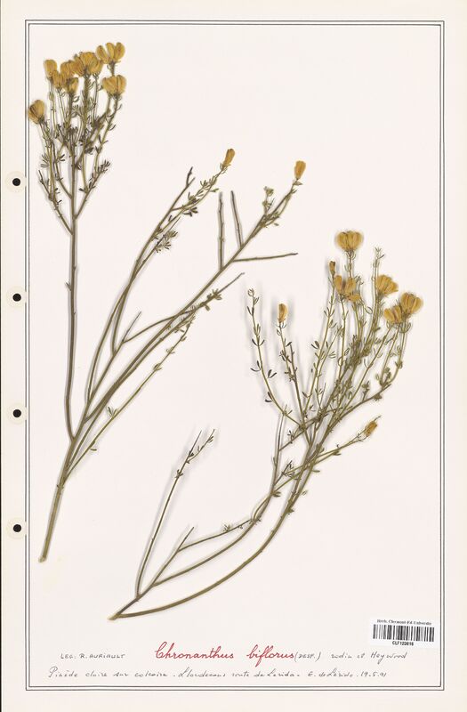 Chronanthus biflorus  (Fabaceae)