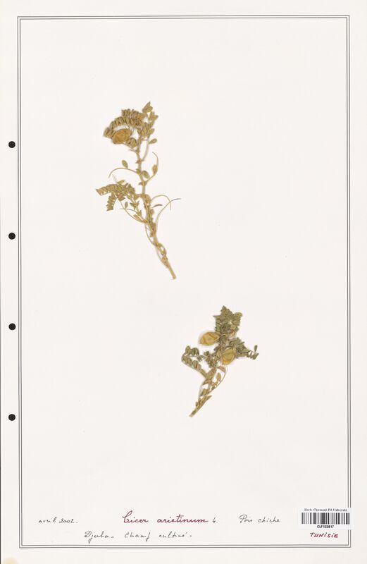 Cicer arietinum  (Fabaceae)