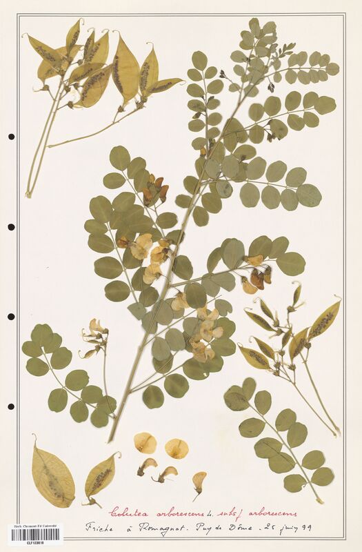 Colutea arborescens  (Fabaceae)