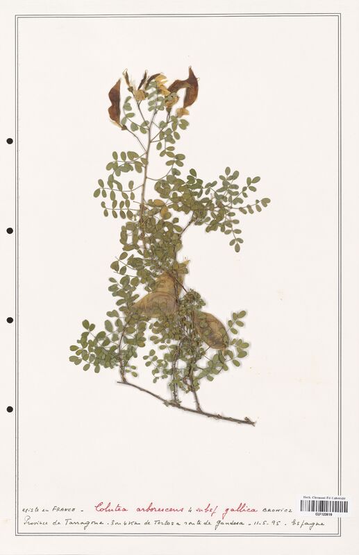 Colutea arborescens  (Fabaceae)