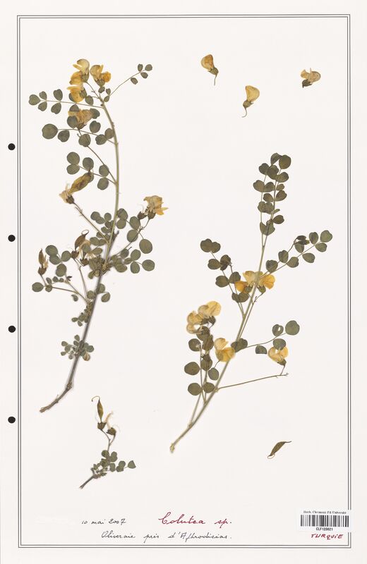 Colutea sp  (Fabaceae)