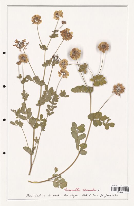 Coronilla coronata  (Fabaceae)