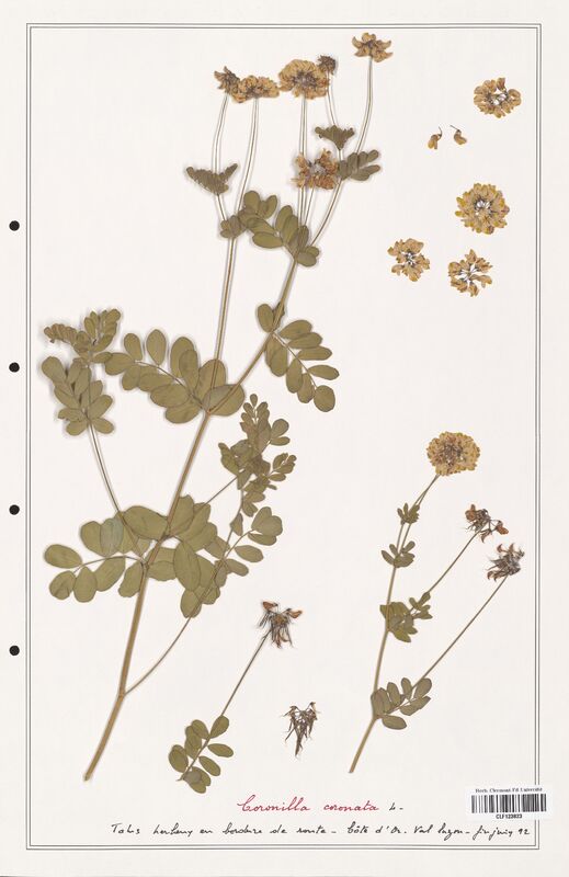 Coronilla coronata  (Fabaceae)