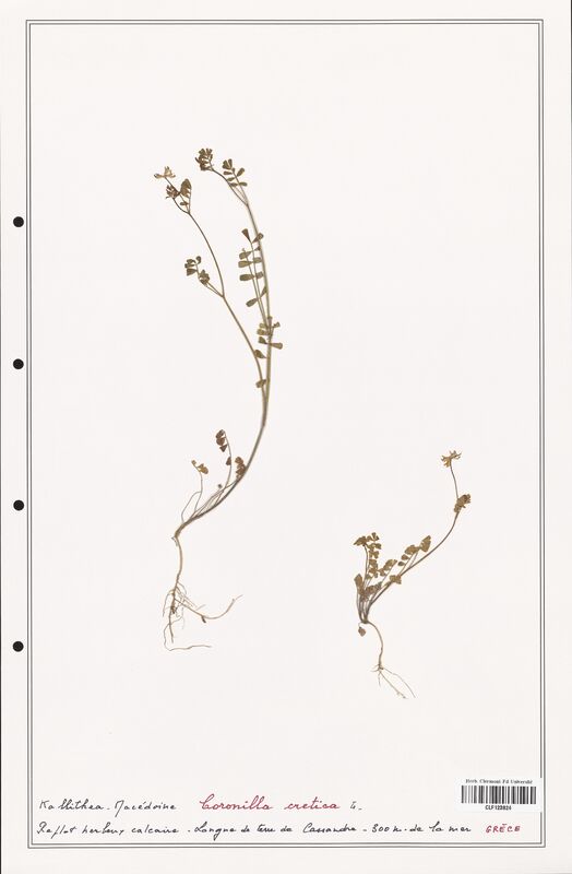 Coronilla cretica  (Fabaceae)