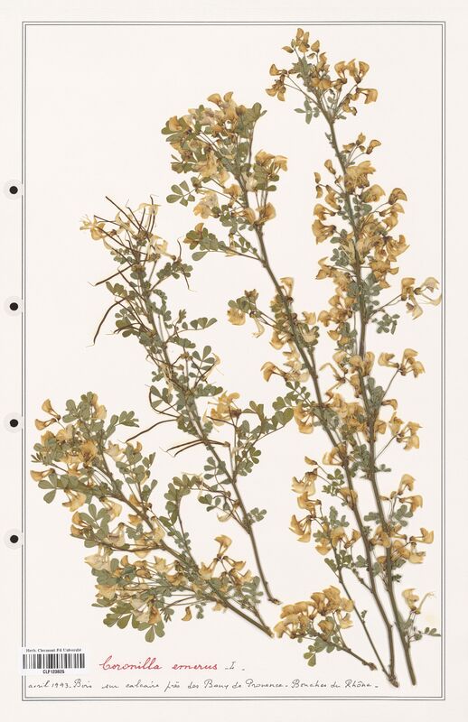 Coronilla emerus  (Fabaceae)