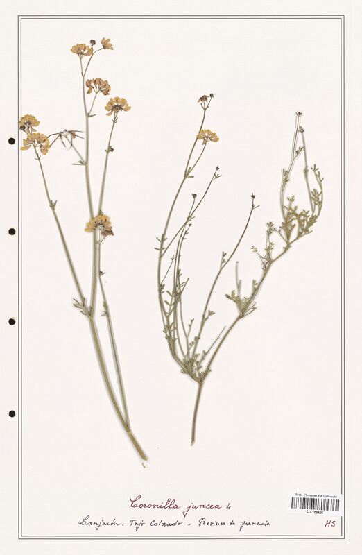 Coronilla juncea  (Fabaceae)