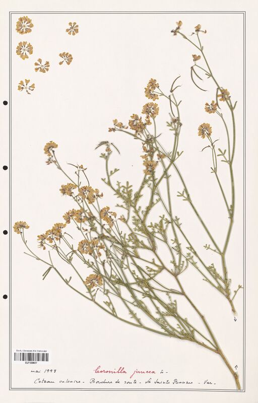 Coronilla juncea  (Fabaceae)