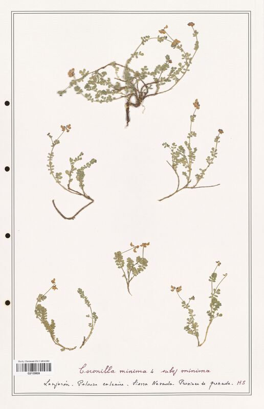 Coronilla minima  (Fabaceae)