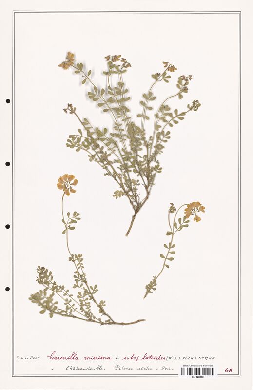 Coronilla minima  (Fabaceae)