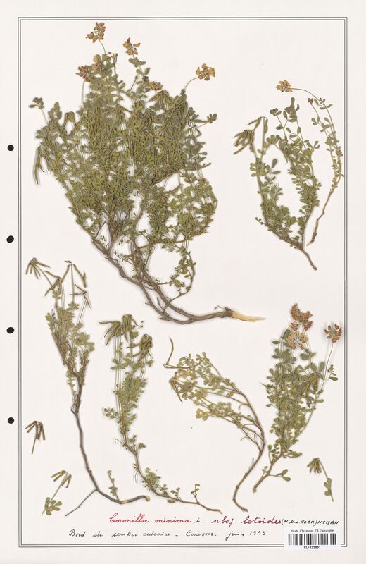 Coronilla minima  (Fabaceae)