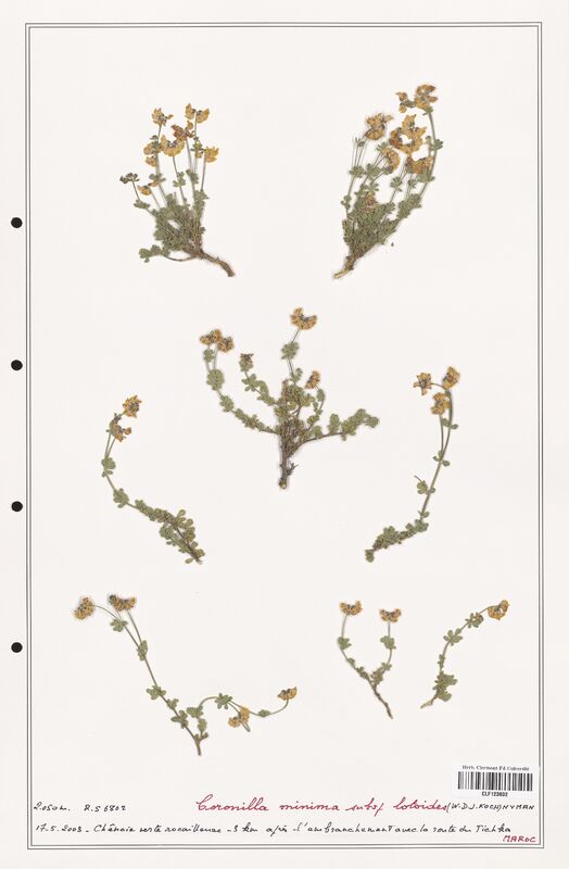 Coronilla minima  (Fabaceae)
