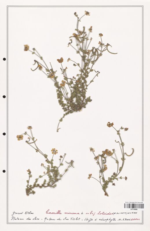 Coronilla minima  (Fabaceae)