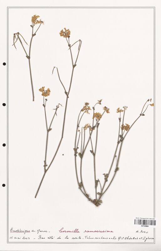 Coronilla ramosissima  (Fabaceae)