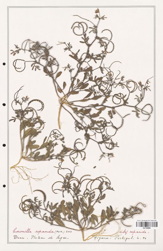 Coronilla repanda  (Fabaceae)