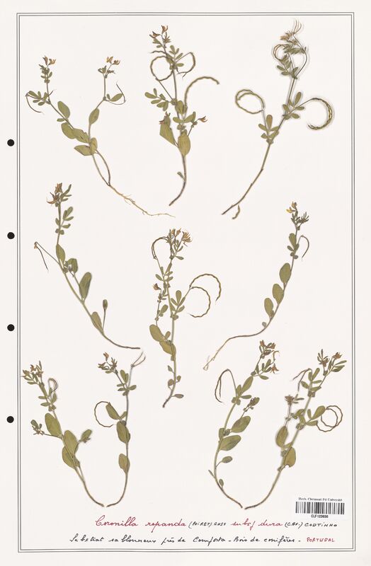 Coronilla repanda  (Fabaceae)