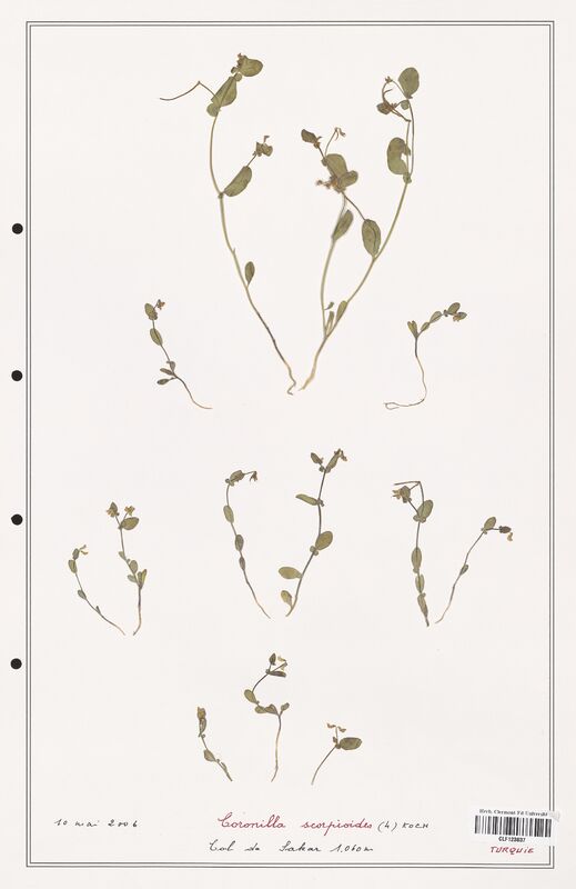 Coronilla scorpioides  (Fabaceae)