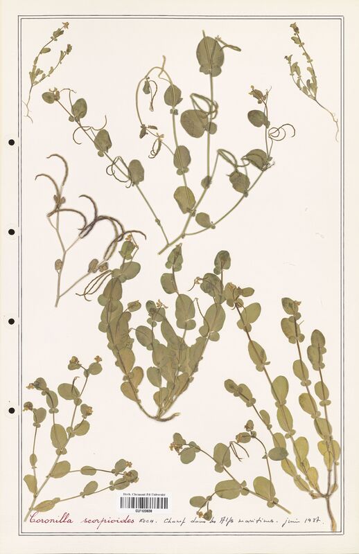 Coronilla scorpioides  (Fabaceae)