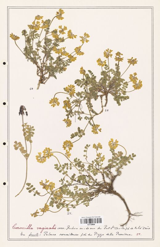 Coronilla vaginalis  (Fabaceae)