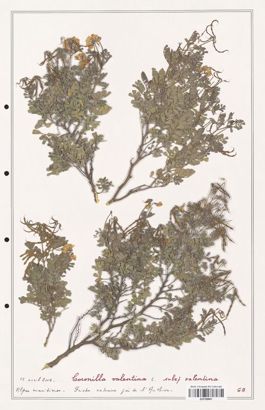 Coronilla valentina  (Fabaceae)